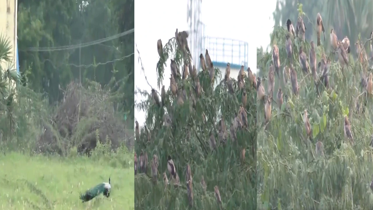 તમિલનાડુના થૂથુકુડીમાં Rosy Starling પક્ષીઓનું આકર્ષક મિલન એક અનોખો નજારો.