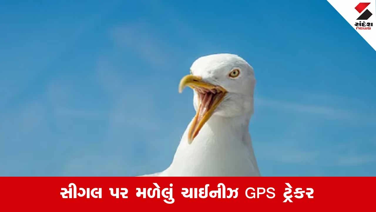 ભારતમાં સીગલ પક્ષી પર ચાઇનીઝ GPS ટ્રેકર મળ્યું