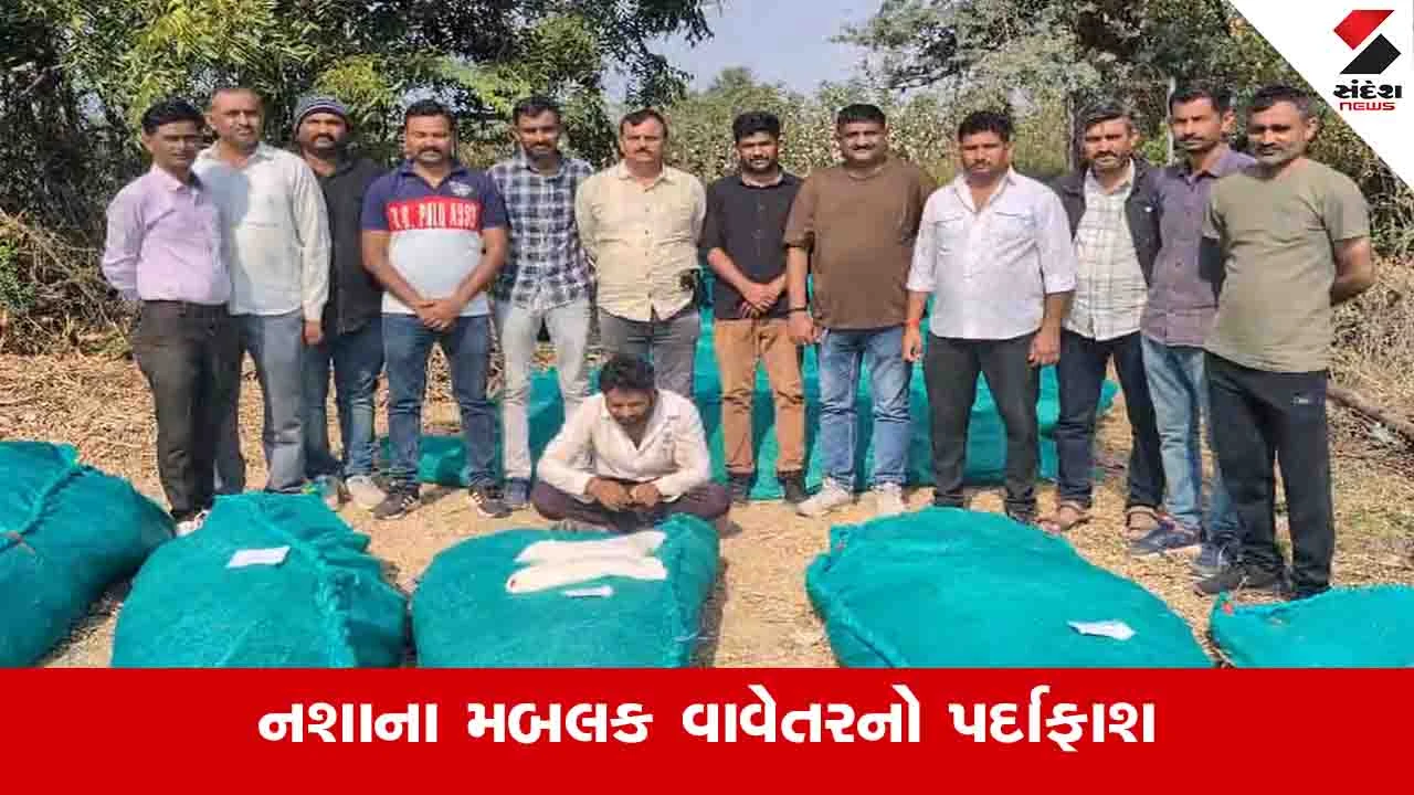 Surendranagar: સાયલામાં બે ખેતરમાં ગાંજાનું વાવેતર ઝડપાયુ, 17.54 કરોડના ગાંજા સાથે બેની અટકાયત 