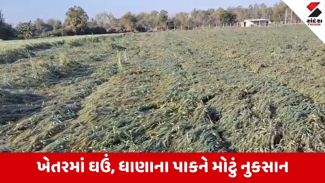 Rajkot ના ન્યારા ગામમાં કમોસમી વરસાદથી પાકને નુકસાન, ખેતરમાં ઊભા રહેલા ઘઉં ઢળી પડ્યા 