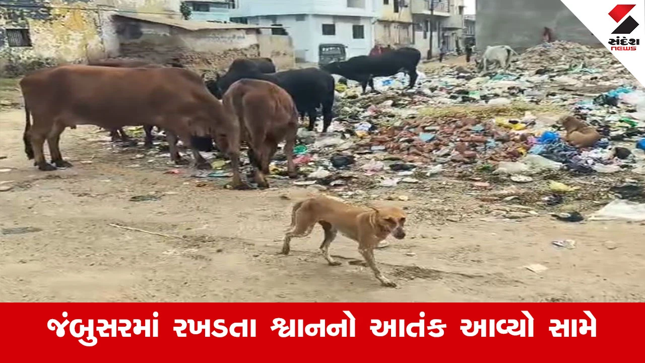 Bharuch News : ભરૂચના જંબુસરમાં 12 બાળકો પર રખડતા શ્વાને કર્યો હુમલો, ઇજાગ્રસ્ત બાળકોને તાત્કાલિક હોસ્પિટલ ખસેડાયા 