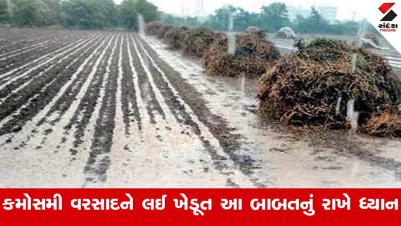 Agriculture News: કમોસમી વરસાદથી બચવા ખેડૂતોને બોટાદ જિલ્લા ખેતીવાડી અધિકારીનો આગોતરી સાવચેતી રાખવા અનુરોધ.