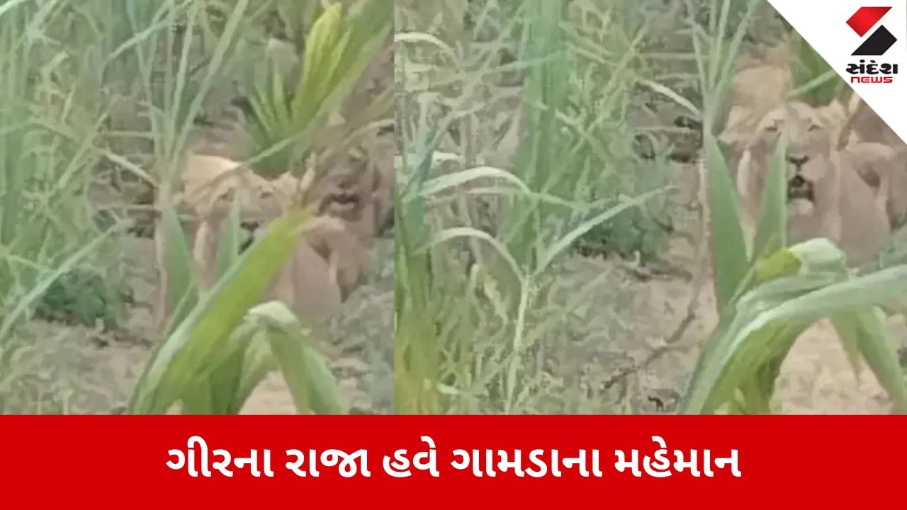Una: ખાપટ ગામની વાડીમાં ભરબપોરે સિંહોની એન્ટ્રી, ખેતરોમાં કામ કરતા શ્રમિકોમાં ફફડાટ 