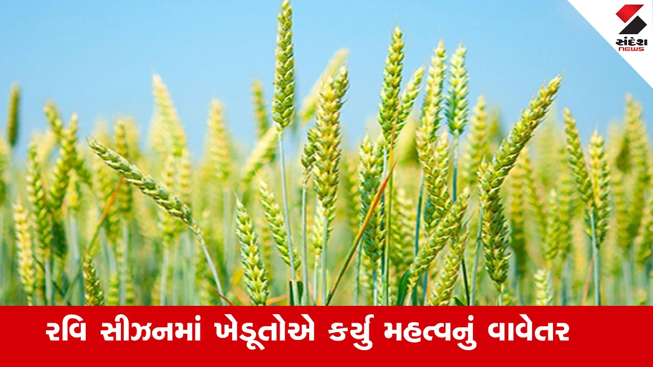 Agriculture News : ગુજરાતમાં સામાન્ય વાવેતરની સરખામણીમાં અત્યાર સુધીમાં 96 ટકા એટલે કે, 44.74 લાખ હેક્ટરમાં વાવેતર સંપન્ન 