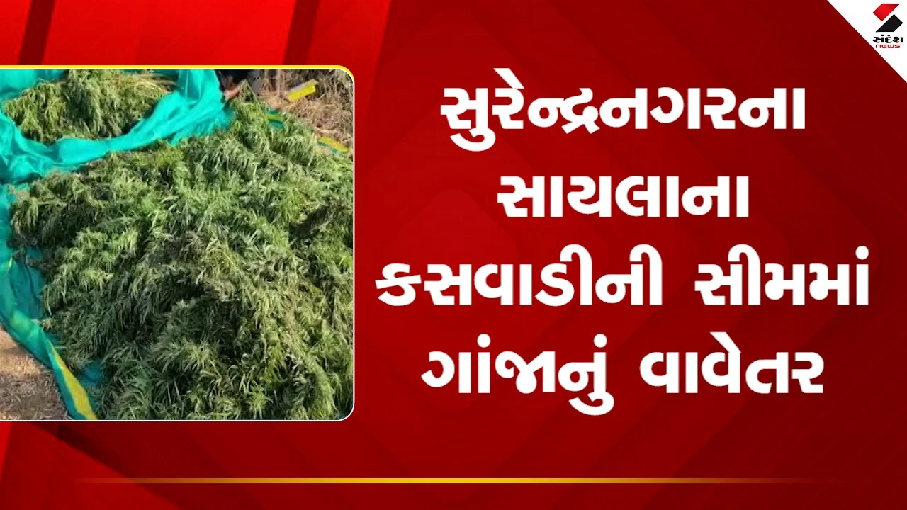 Surendranagarના સાયલાના કસવાડીની સીમમાં ગાંજાનું વાવેતર ઝડપાયું, જુઓ Video 