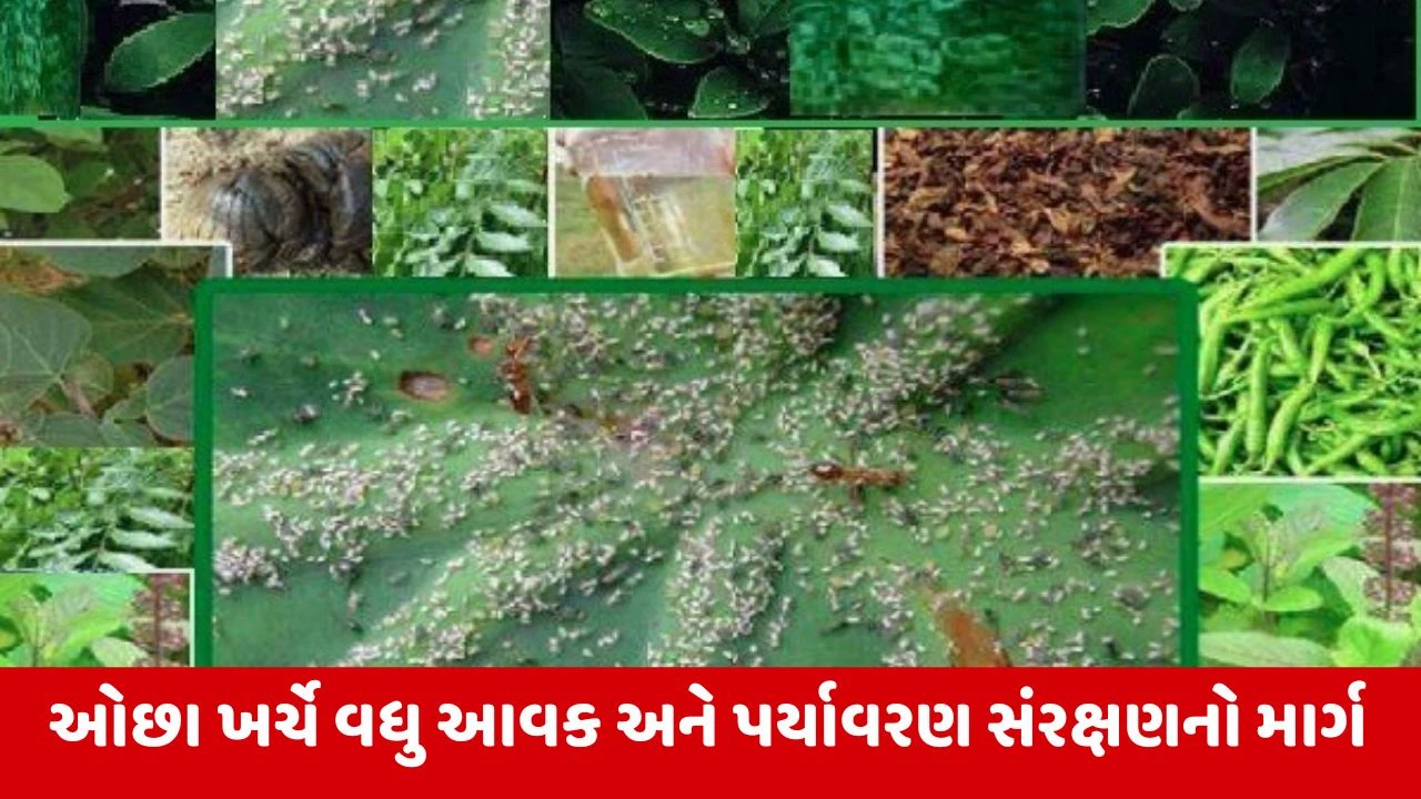 Agriculture News : 'દશપર્ણી અર્ક' પ્રાકૃતિક ખેતીનું શક્તિશાળી જંતુનાશક, ખેડૂતો માટે વરદાન 