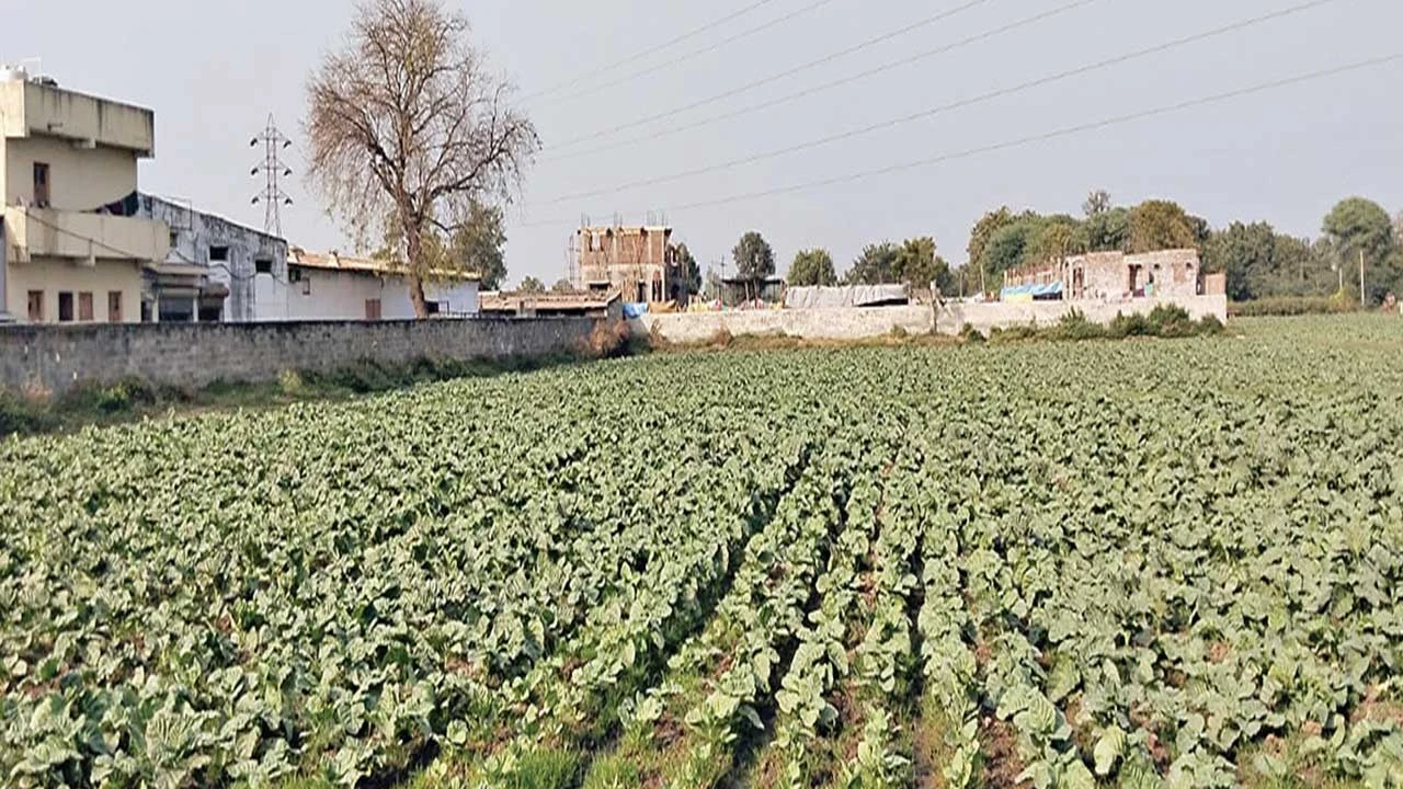 Kheda: 1.22 લાખ હેક્ટરમાં રવી પાકનું વાવેતર 