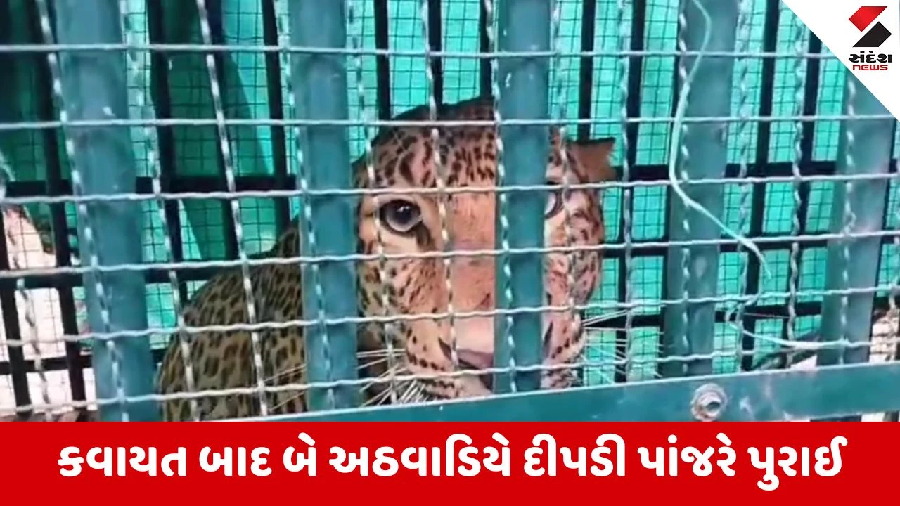 Navsari : ગણદેવી તાલુકાના વલોટી ગામમાં કદાવર દીપડી પાંજરે પુરાઇ, ગ્રામજનોમાં રાહત 