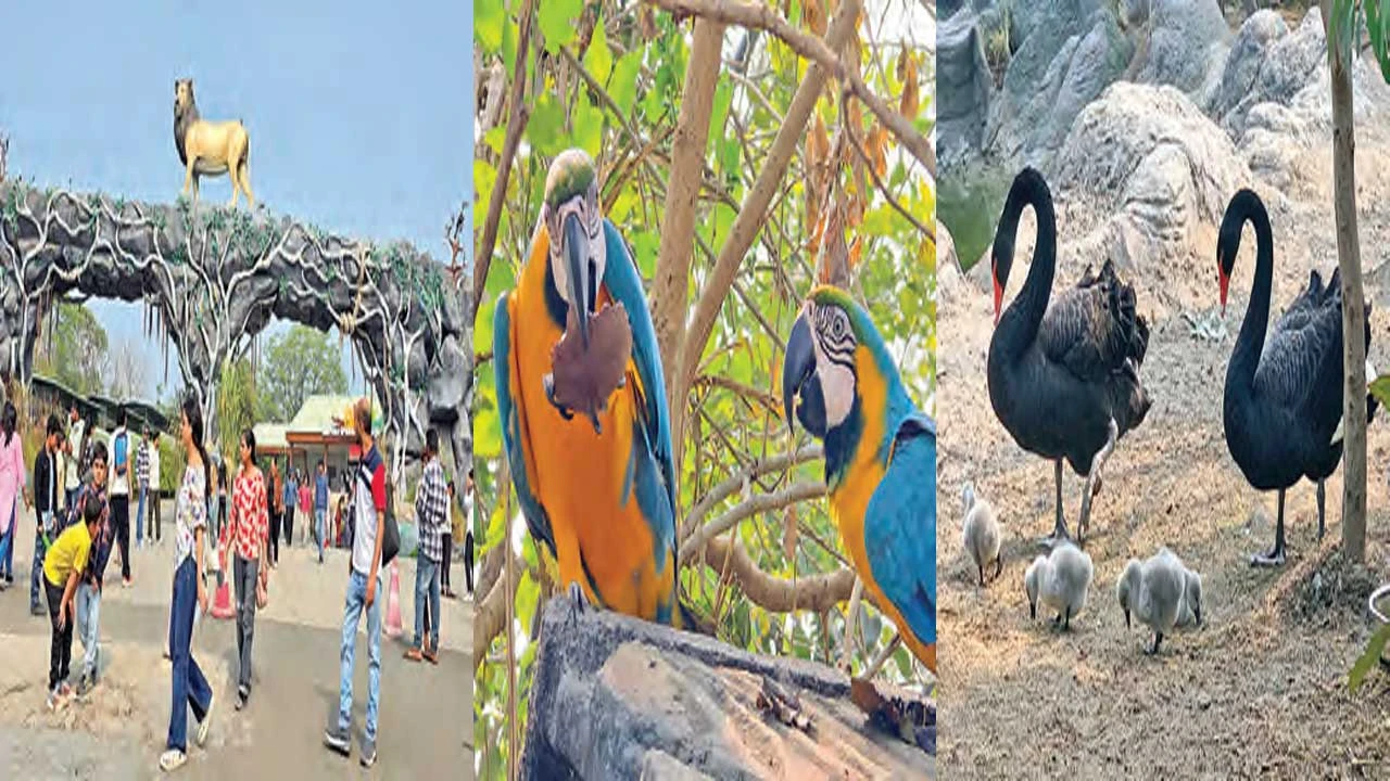 Narmada:કેવડિયાનું જંગલ સફારી આકર્ષણનું કેન્દ્ર 