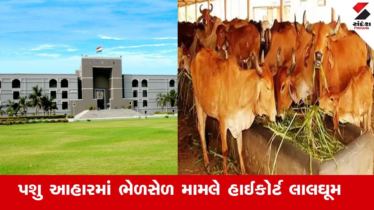 Junagadh News : ગુજરાતમાં પશુ આહારમાં ભેળસેળ મામલે હાઈકોર્ટ લાલઘૂમ, ​નામચીન કંપનીના પશુ આહારમાં 50 ટકા ભેળસેળ : HC 