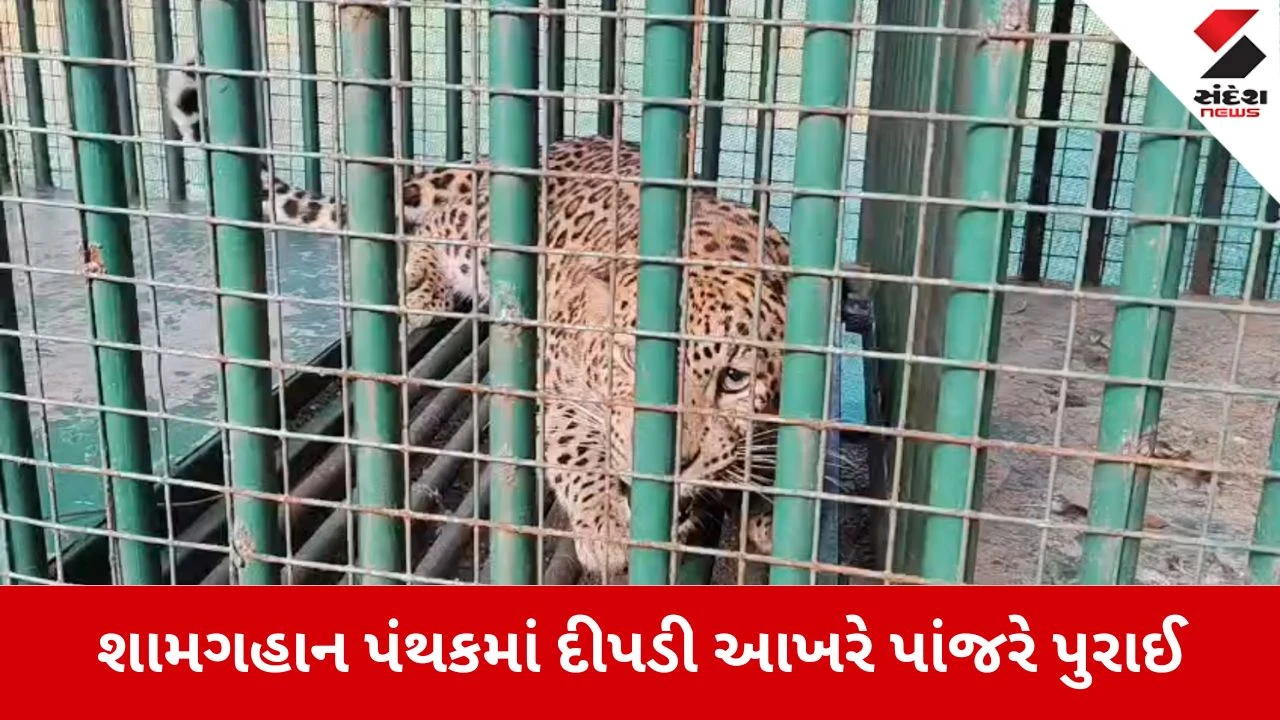 Dang News: માનવભક્ષી દીપડી પાંજરે પુરાઈ, વન વિભાગનું એલર્ટ 