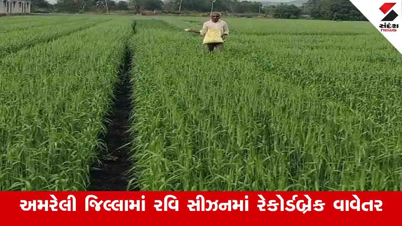 Agriculture News: અમરેલી જિલ્લામાં ગત વર્ષોની સરખામણીએ ચાલુ વર્ષે રવિ સીઝનમાં ૧૩૩ ટકાથી વધુ વાવેતર નોંધાયું 