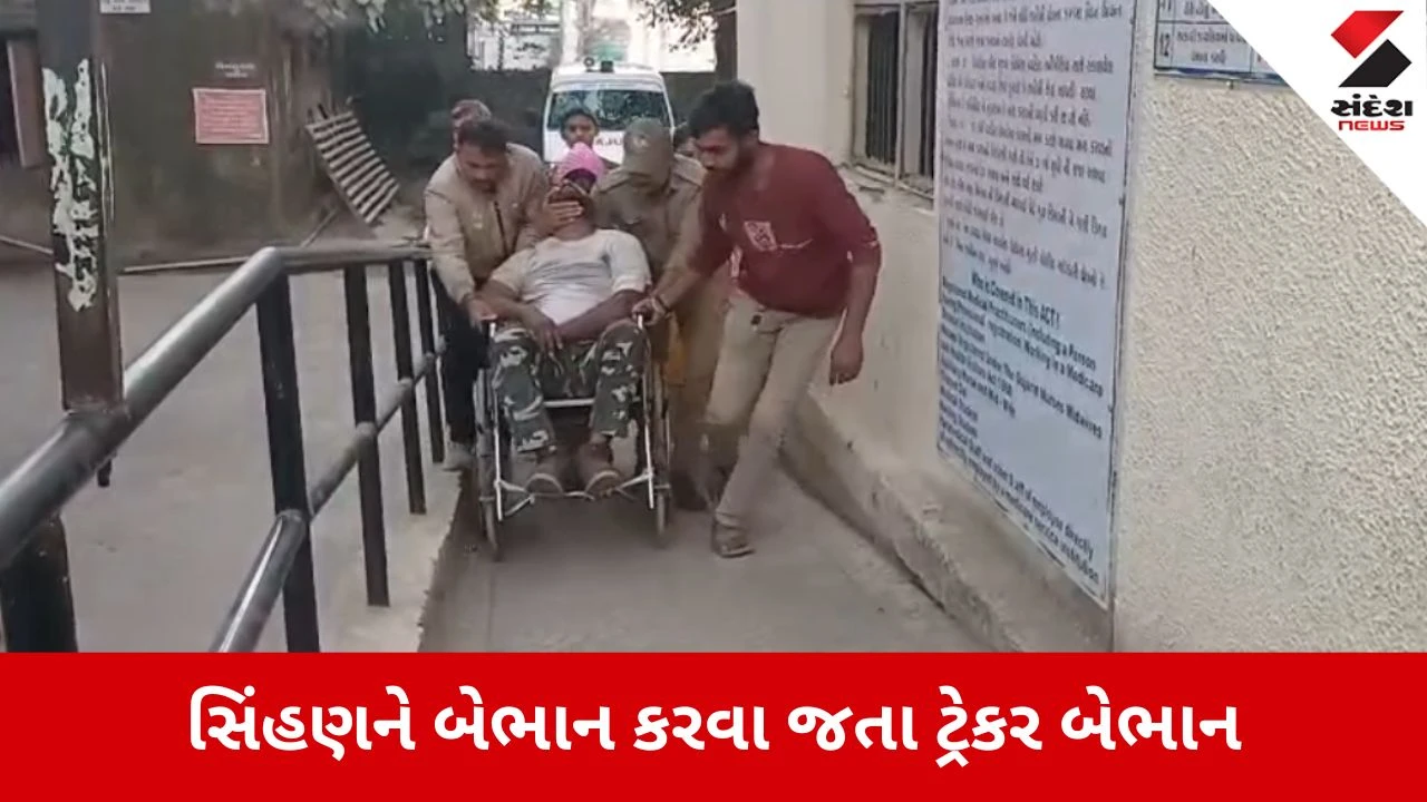 Visavadar: સિંહણને બેભાન કરવા જતાં વન વિભાગનો ટ્રેકર પોતે બેભાન, ટ્રેન્ક્યુલાઈઝર ગનનો ડોઝ કર્મચારીને વાગ્યો 