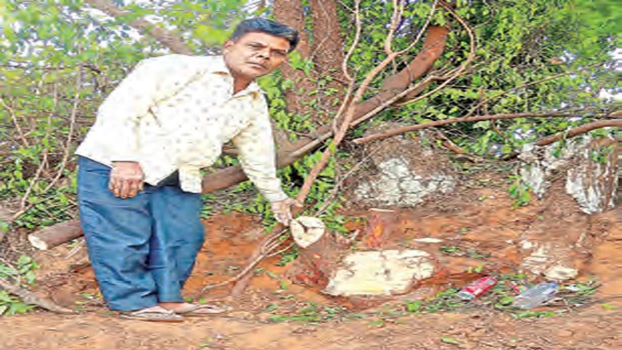 Vadodara:મહાદેવપુરામાં ચંદનના વૃક્ષ કાપતા ફરિયાદ નોંધાવી તો થડ પણ ચોરાયું 