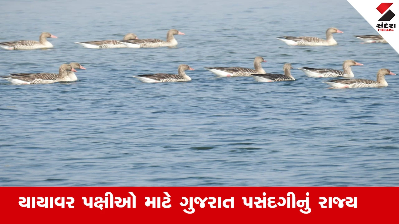 Gandhinagar News : યાયાવર સહિત સ્થાનિક પક્ષીઓ માટે ગુજરાત પસંદગીનું રાજ્ય, કચ્છ વિસ્તારમાં વર્ષ 2025માં અંદાજે 2564 પક્ષીઓ જોવા મળ્યા 