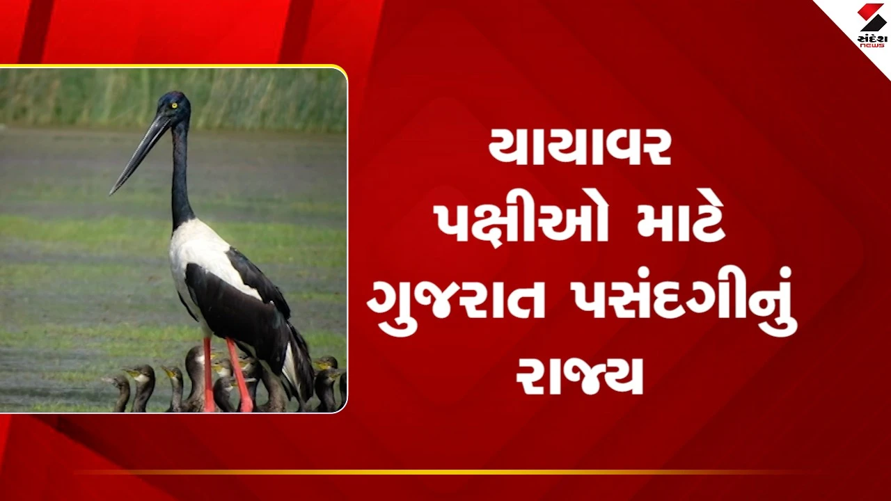 Gujarat યાયાવર પક્ષીઓ માટે બન્યું પસંદગીનું રાજય, જુઓ Video 
