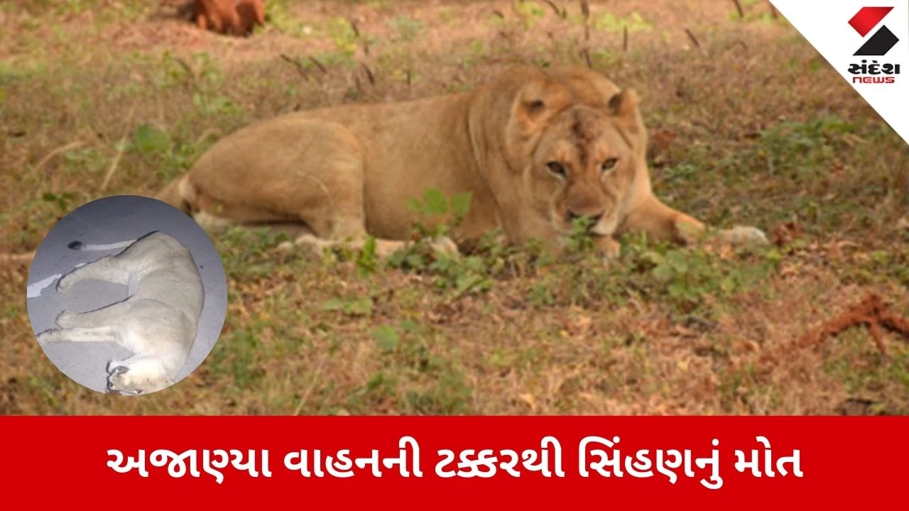 Amreli News: ભાવનગર-સોમનાથ હાઈવે પર અકસ્માતમાં સિંહણનું મોત 
