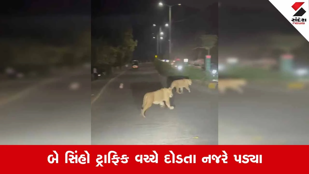 Junagadh News: ભવનાથના રસ્તે સિંહનો આબાદ બચાવ, ચાલુ ટ્રાફિકમાં રસ્તો ઓળંગતા ગાડી સાથે અથડાતા સહેજમાં રહી ગયો 