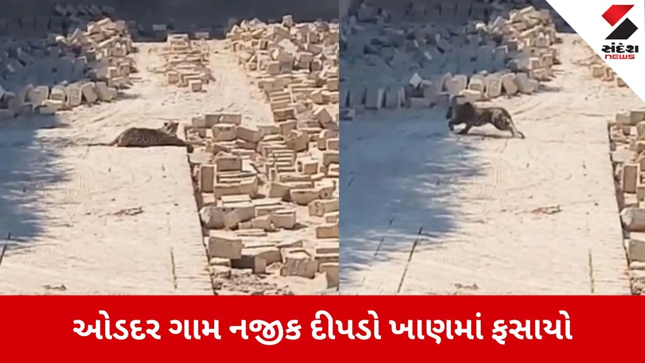 Porbandar: ઓડદર પાસે દીપડો પથ્થરની ખાણમાં ફસાયો, સ્થાનિકોએ વન વિભાગને જાણ કરી 