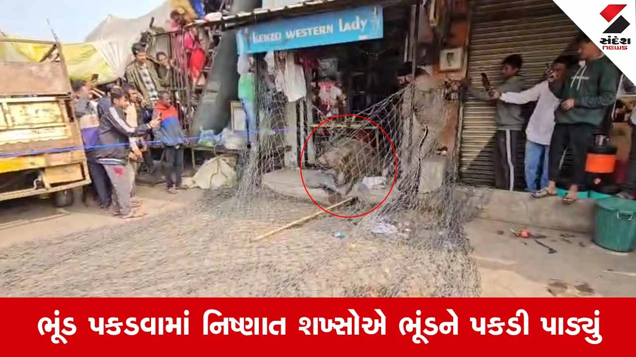Chhota Udepurમાં ગાંડા બનેલા ભૂંડે મચાવ્યો આતંક, અનેક લોકોને કર્યા લહુ લુહાણ 