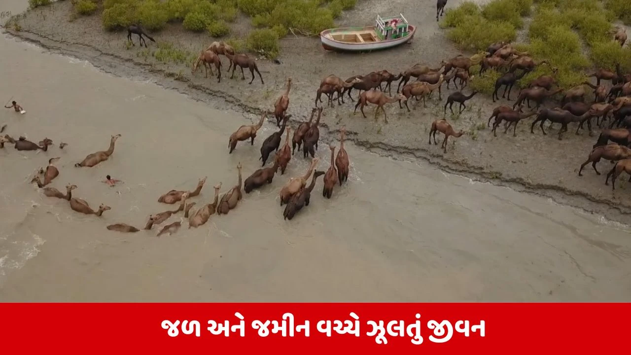 Kutch: અસ્તિત્વના આરે ઉભેલા કચ્છના ખારાઈ ઊંટ, સંખ્યામાં થતા ઘટાડાને રોકવા સેમીનારનું કરાયું આયોજન 