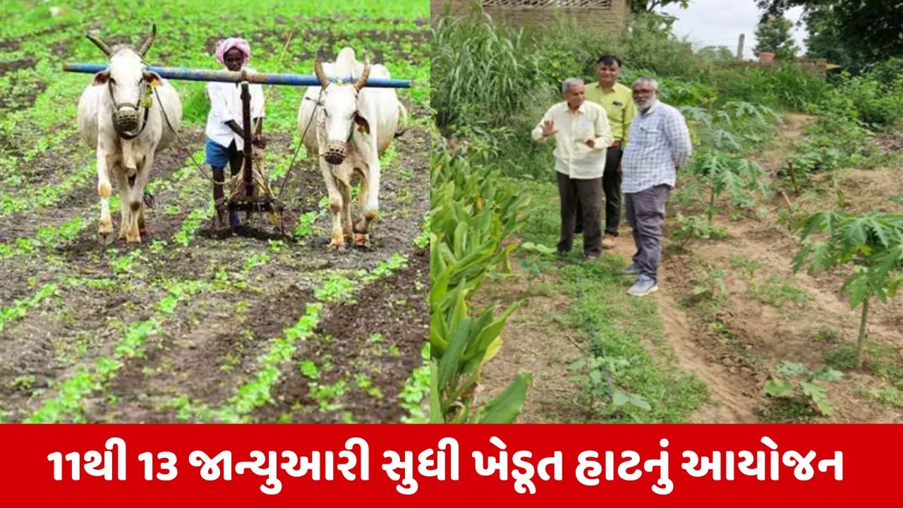 Ahmedabad : શહેરમાં ત્રિદિવસીય બાગાયત ખેડૂત હાટનું આયોજન, વિવિધ વસ્તુઓનું થશે વેચાણ 