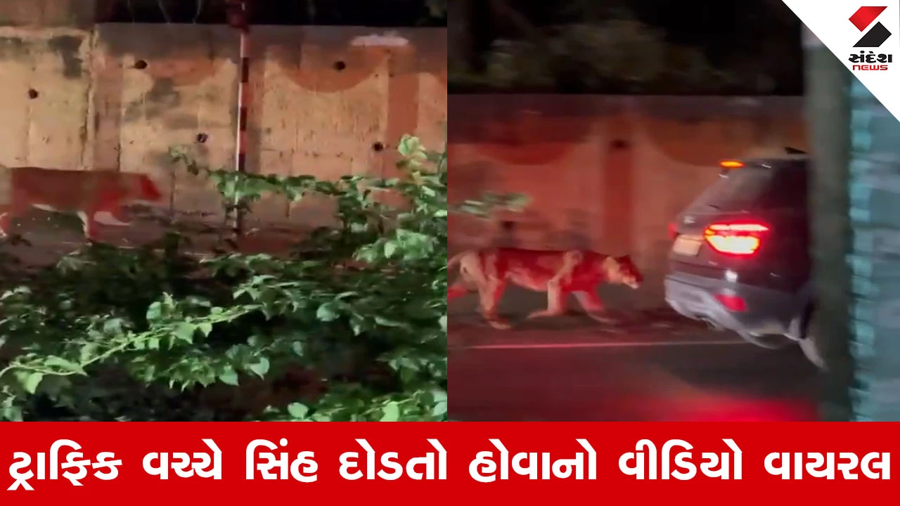 Junagadh ના ભવનાથમાં વનરાજની દહાડ, કાર પાછળ સિંહે દોડ લગાવતા પ્રવાસીઓના જીવ અધ્ધર 
