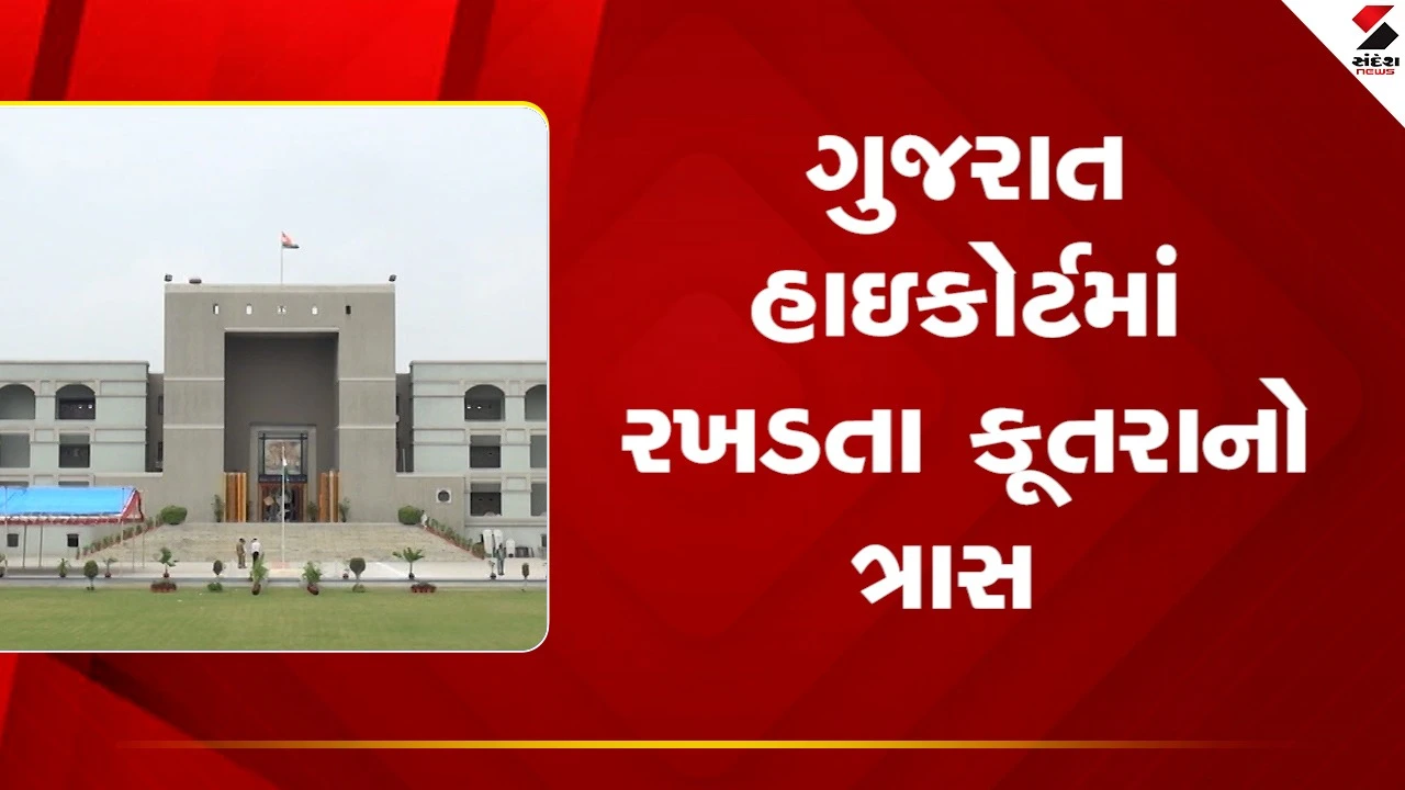 Gujarat Highcourtમાં રખડતા કૂતરાનો ત્રાસ, કોર્ટમાં આવતા વકીલ, પક્ષકારોને કૂતરાના કારણે હાલાકી પડે છે, જુઓ Video 