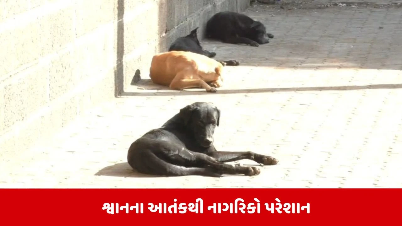 Rajkot : જેતપુરમાં શ્વાનનું સામ્રાજ્ય, વહીવટી તંત્રની ઉદાસીનતા વચ્ચે નાગરિકો રામભરોસે 