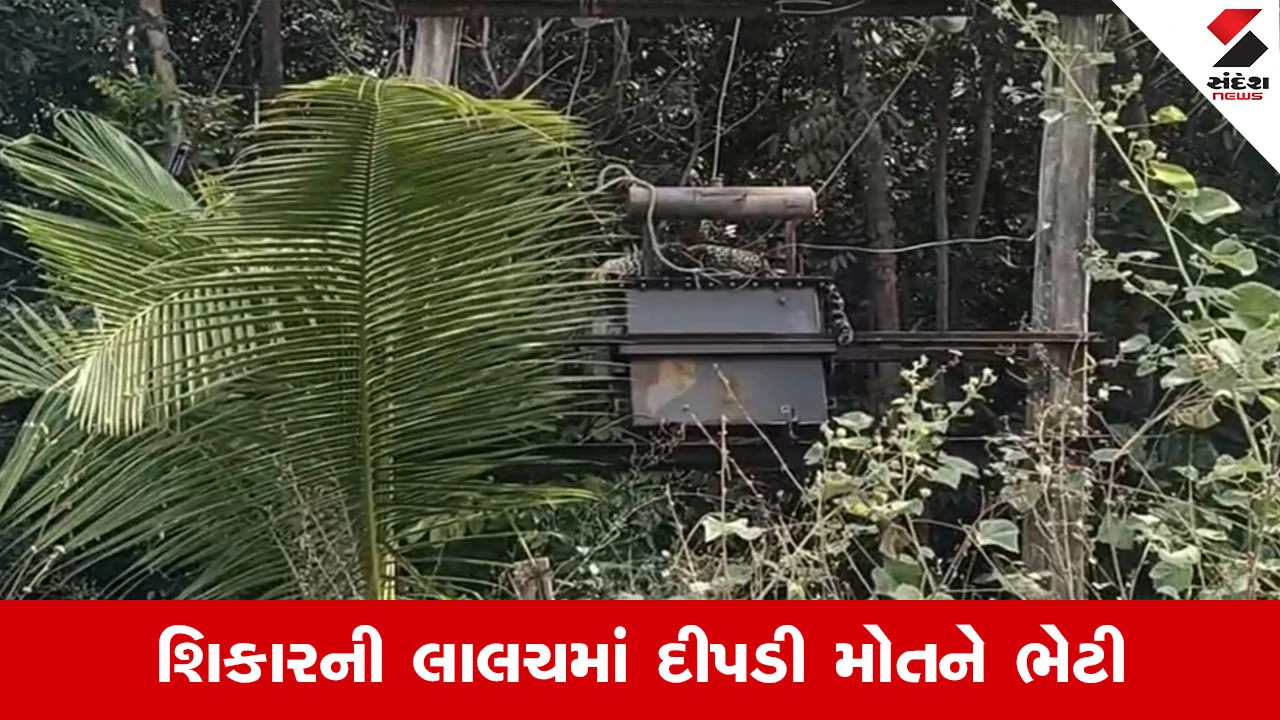 Vadodara News : શિકારની શોધમાં વીજ ડીપી પર ચડેલી દીપડીનું કરંટ લાગતા મોત, વન વિભાગ દોડતું થયું 