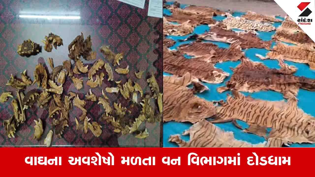 Gujarat Breaking News: રાજપીપળામાં મંદિરના મહારાજના રૂમમાંથી 40થી વધુ વાઘના ચામડા અને નખ મળ્ચા 