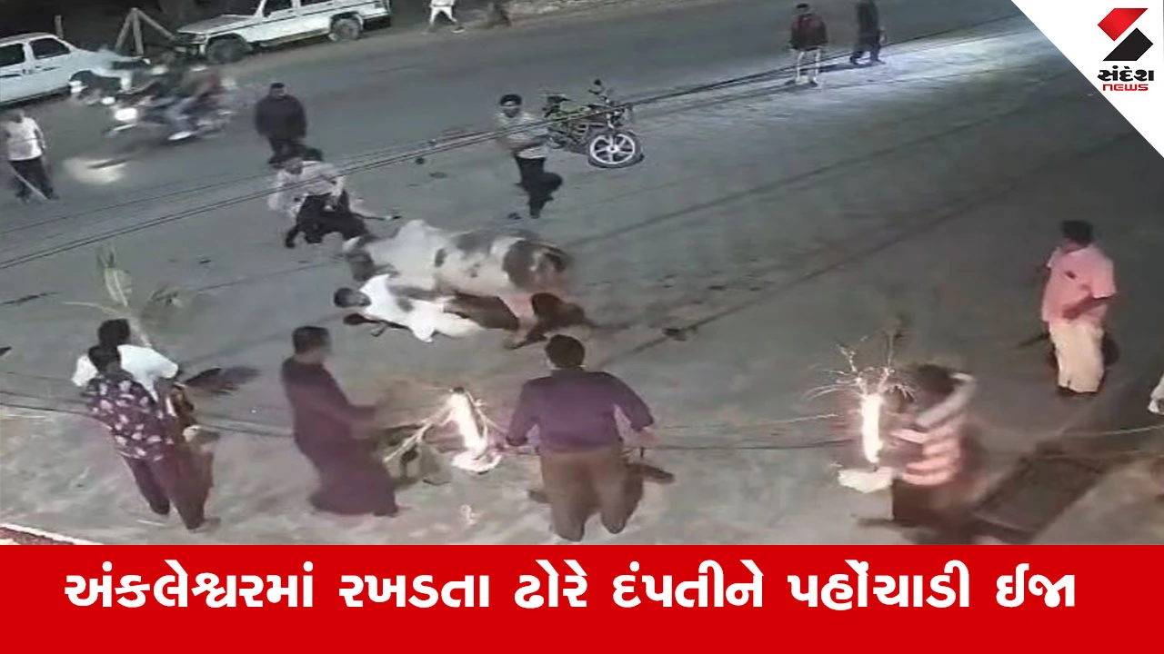 Ankleshwar News : અંકલેશ્વરમાં રખડતા ઢોરનો આતંક, મંદિરે દર્શન કરવા આવેલા દંપતીને ઢોરે બાનમાં લીધા 