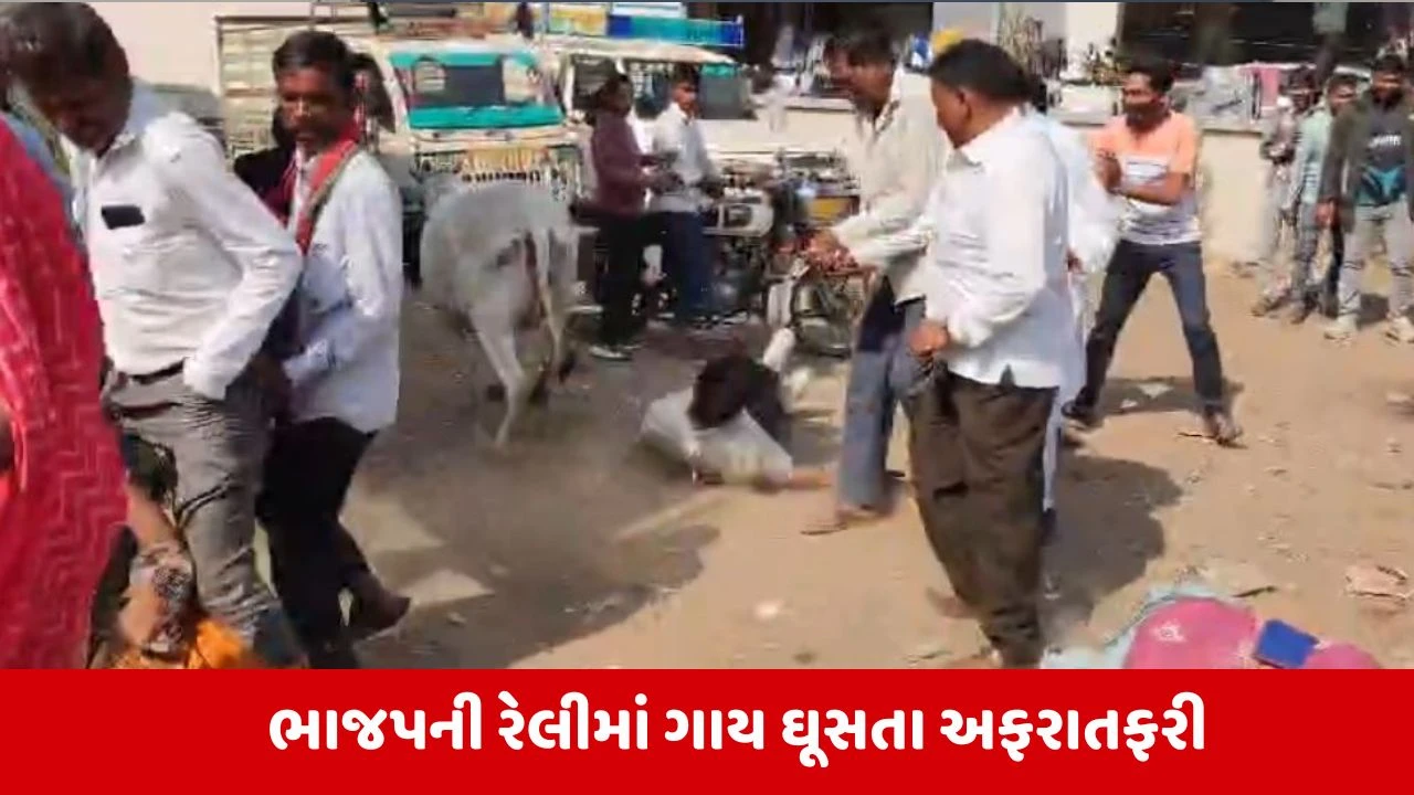 Chhota Udepur: કેસરીયા રેલીમાં ગાયની એન્ટ્રી, કવાંટમાં ભાજપની સભા પહેલા મચી નાસભાગ 