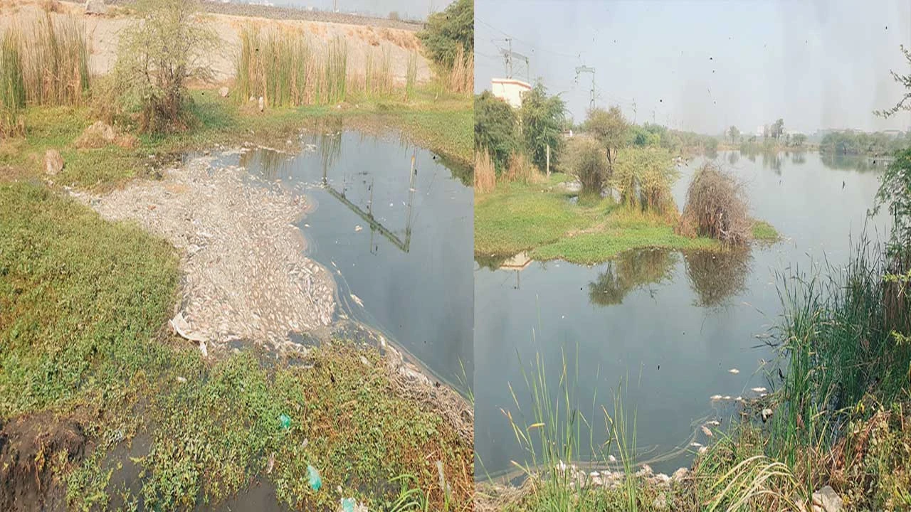 Bavla: મટોડા તળાવમાં સેંકડો મૃત માછલીઓનો ખડકલો 
