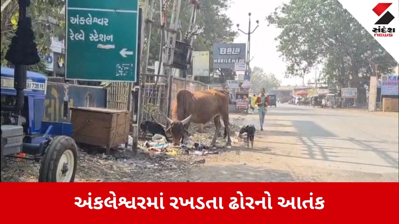 Bharuch News: રાંડ્યા પછીનું ડહાપણ, 5 લોકો ઘાયલ થયા બાદ ઢોર પકડવાનો આદેશ 