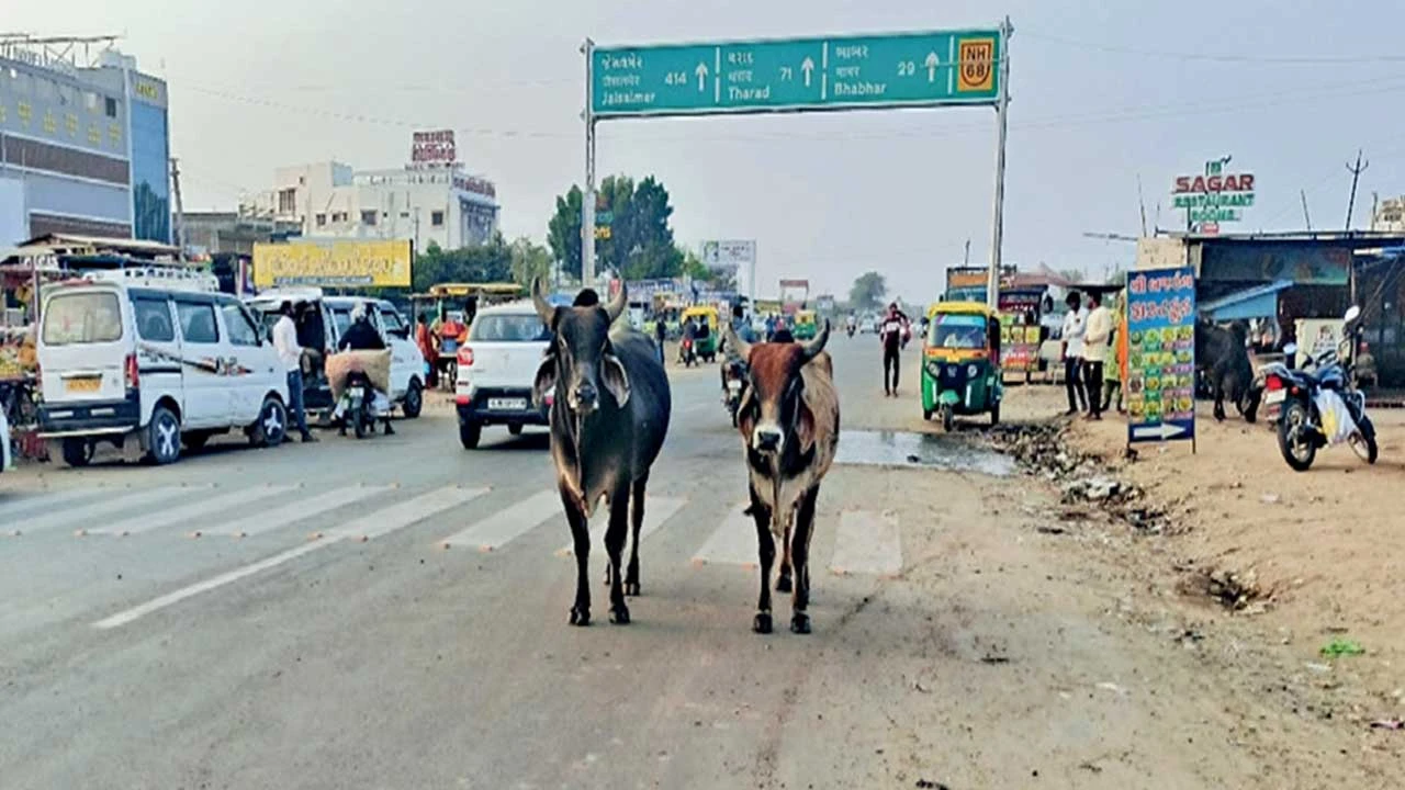 Patan: રાધનપુરમાં ઠેર ઠેર રખડતાં ઢોરનો જમાવડો 
