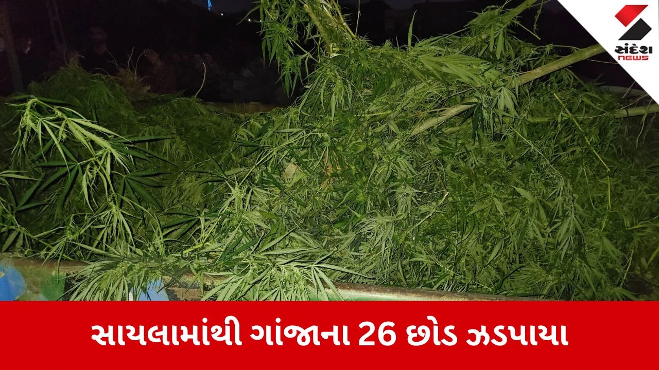 Surendranagar News: સાયલાના ગોસળ ગામમાં ગાંજાની ખેતી ઝડપાઈ 