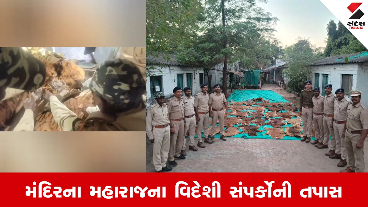 Narmada News : રાજપીપળા વન્યજીવ તસ્કરી કેસ, 37 વાઘના ચામડા અને 133 નખ મળતા ખળભળાટ 
