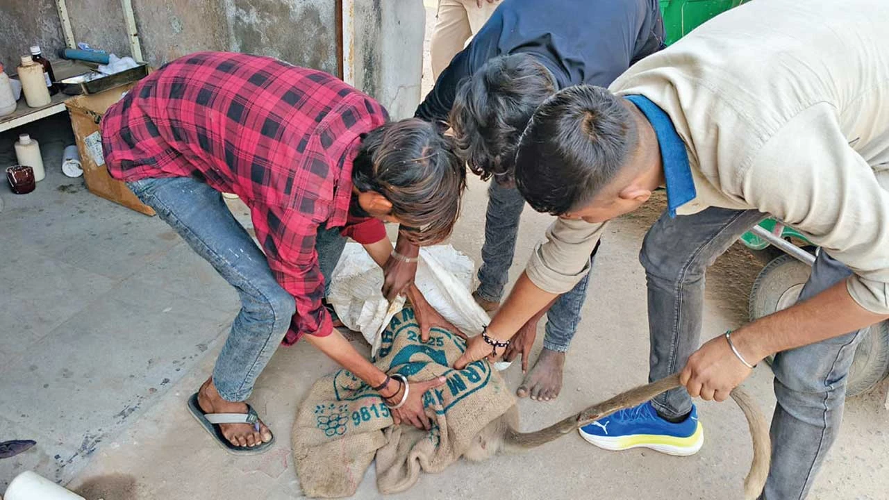 Bavla: રજોડા રોડ પર ઇજાગ્રસ્ત વાનરનું રેસ્ક્યૂ 