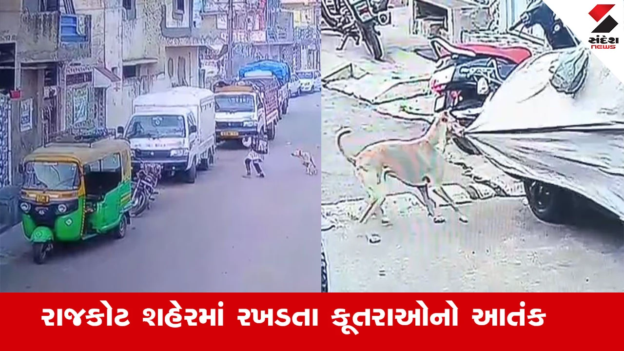 Rajkot News : રાજકોટ શહેરમાં રખડતા કૂતરાઓનો આતંક,  શેરીમાંથી નીકળતા બાળકો પાછળ દોડે છે કૂતરા 