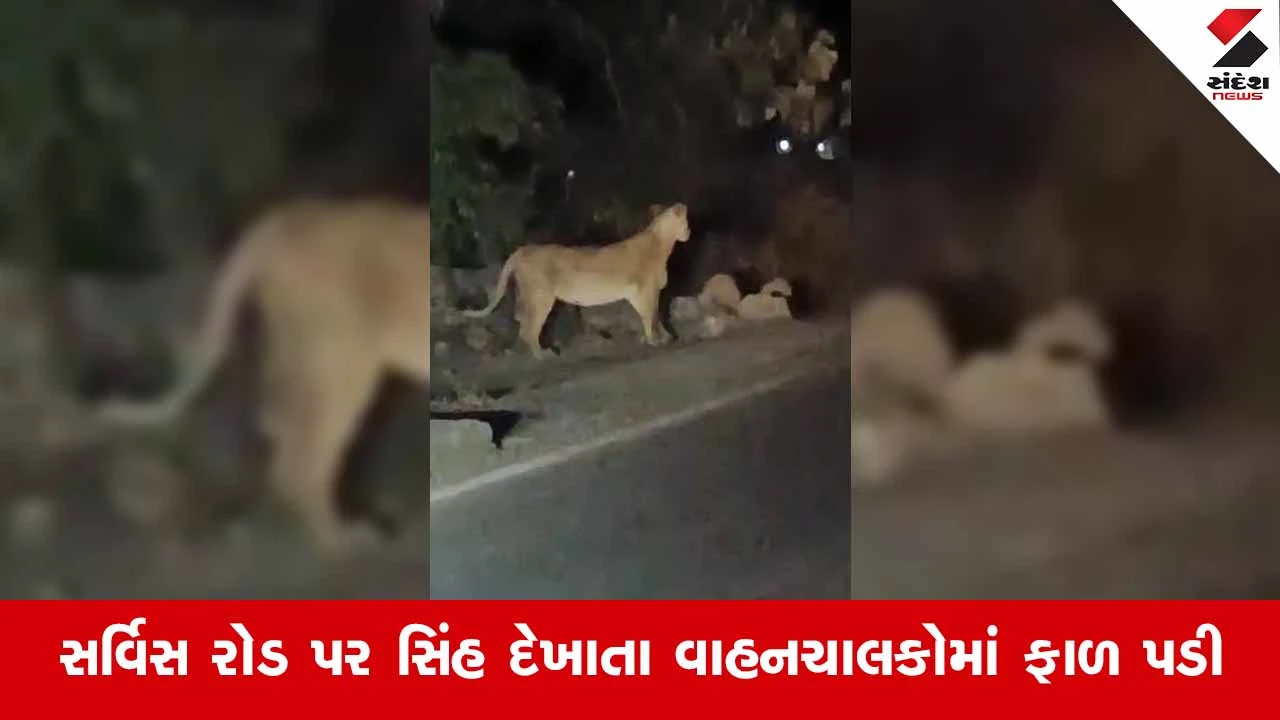Gir Somnath News: વેરાવળ-કોડીનાર હાઇવે પર જોવા મળ્યા વનરાજના આંટાફેરા 