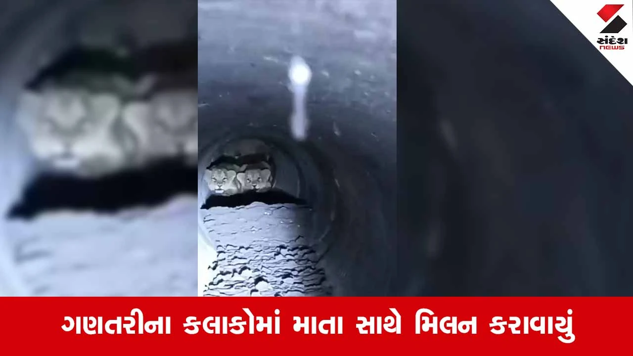 Amreli News: ખાલી કેનાલમાં ફસાયેલા બે સિંહબાળનું વનવિભાગે કર્યું સફળ રેસ્ક્યુ 