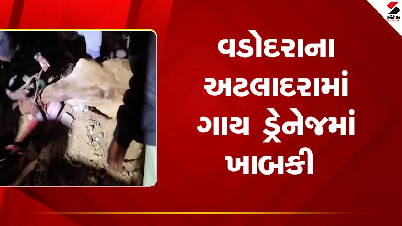 Vadodaraના અટલાદરામાં ગાય ડ્રેનેજમાં ખાબકી, સ્થાનિકોએ ફાયર વિભાગને કરી જાણ, જુઓ Video 