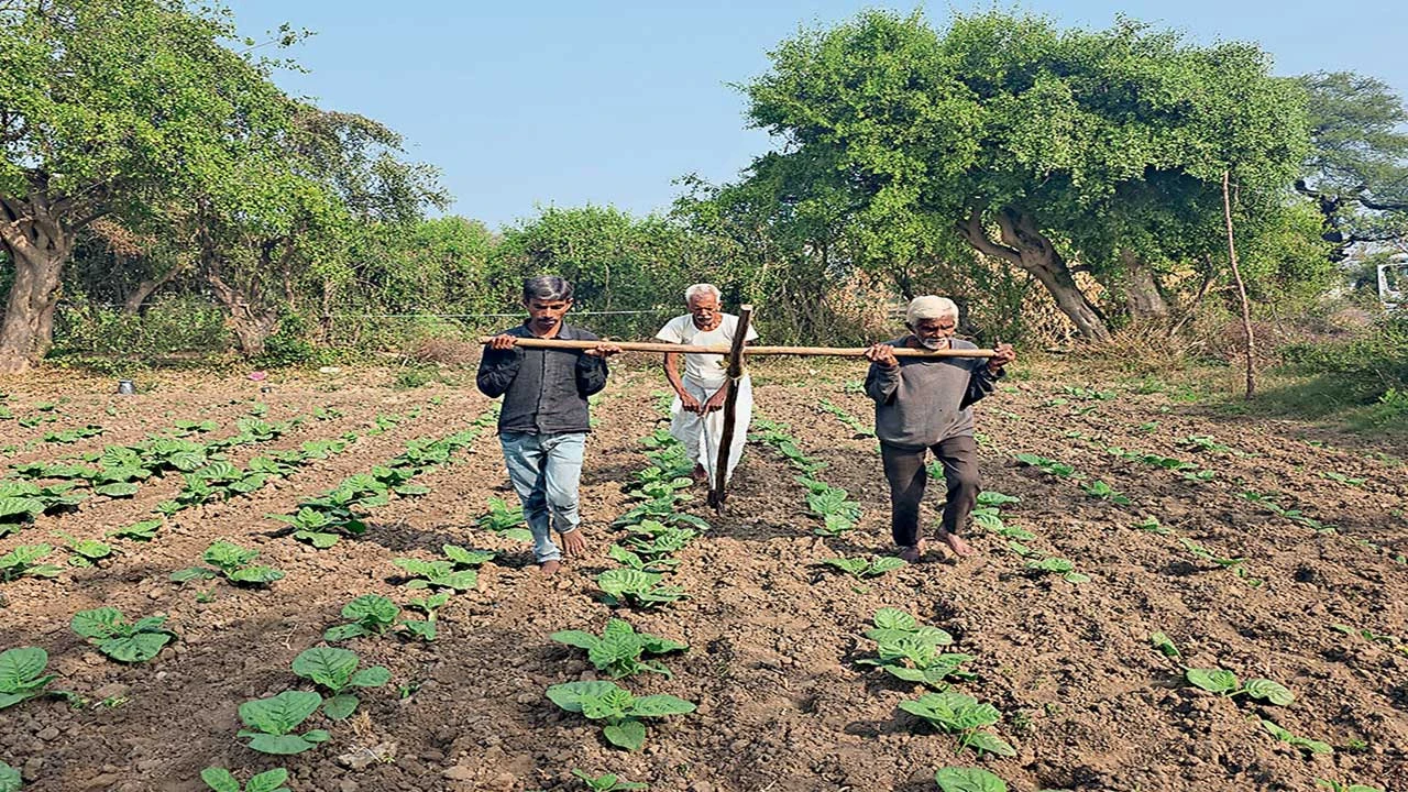 Kheda: મહેમદાવાદ તાલુકાના ખેડૂતોના હાલ 'બેહાલ' 