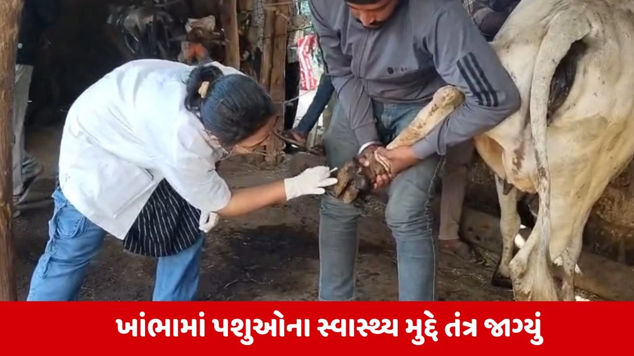 Amreli: મીડિયાના અહેવાલ બાદ ખાંભા ગીરમાં પશુઓના ખરવા રોગ સામે તંત્ર એક્શન મોડમાં 