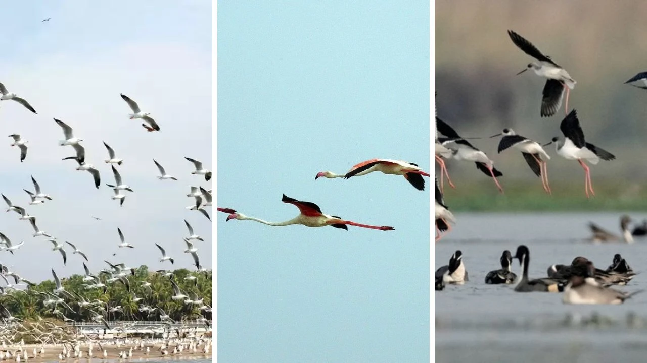 જાણો વિવિધ દેશોમાંથી સ્થળાંતર કરતા પક્ષીઓ માટે ભારત કેમ છે સૌથી પ્રિય સ્થળ 