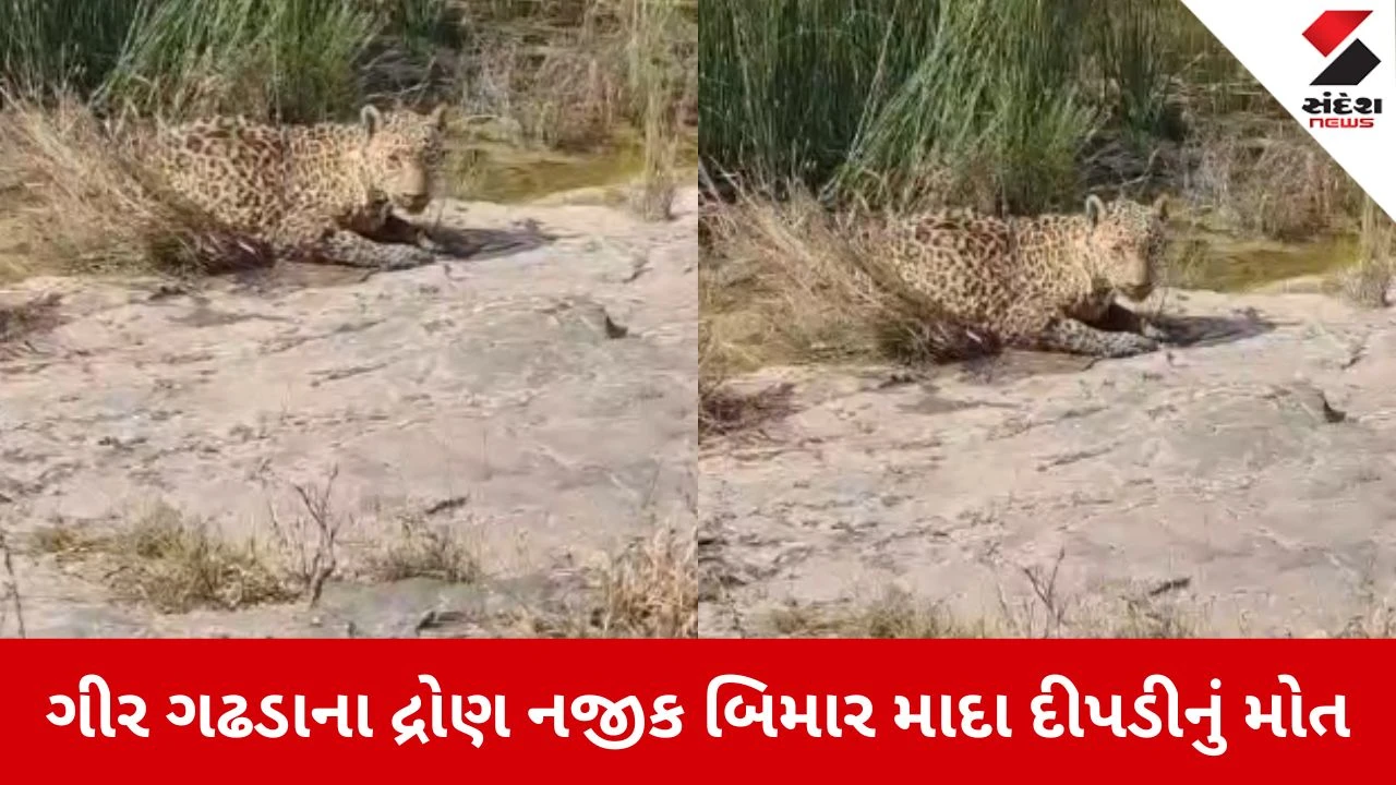 Gir Somnath: મચ્છુન્દ્રી નદીના કિનારે બીમાર માદા દીપડીનું મોત, વન વિભાગની ટીમ પહોંચે તે પહેલા જ તોડ્યો દમ 