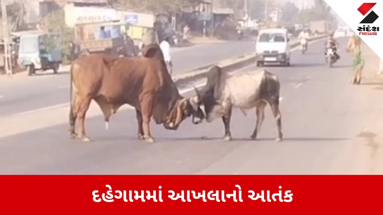 Gandhinagar News: દહેગામ-મગોડી રોડ પર આખલાનો આતંક 