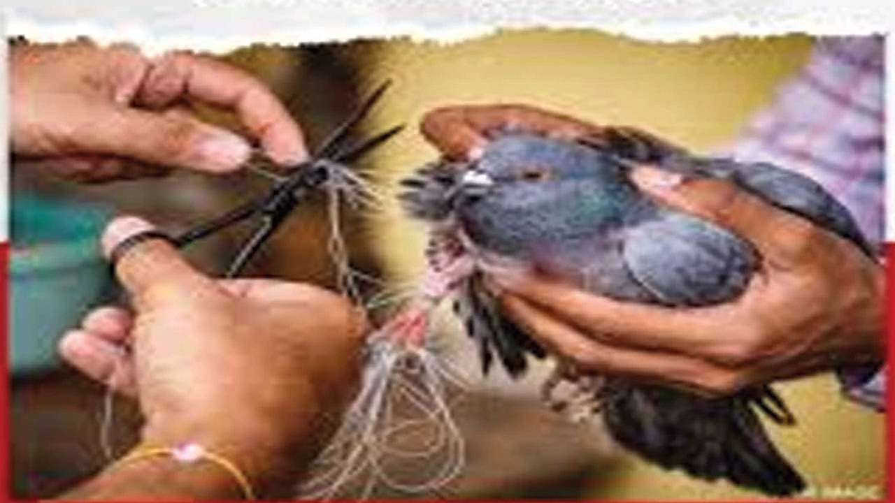 Chhotaudaypur:ઇજાગ્રસ્ત પક્ષીના જીવ બચાવવા 5 તાલુકા કંટ્રોલ રૂમ કાર્યરત 