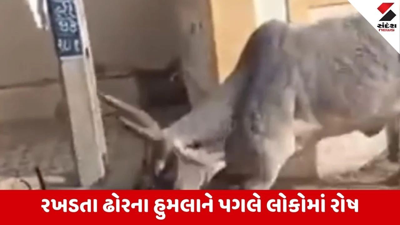 Himatnagarમાં રખડતા પશુઓનો આતંક, રખડતા ઢોરે બાળકને અડફેટે લેતા ગંભીર ઇજા 
